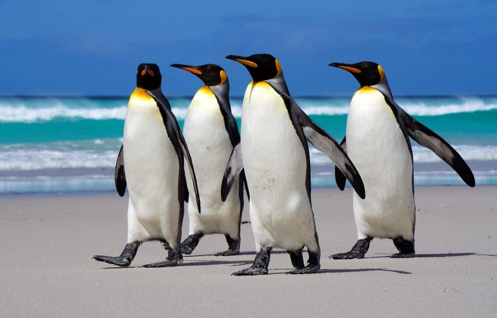 Waddle Team