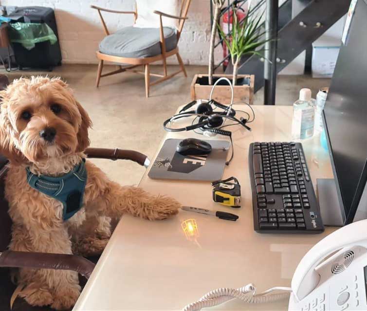 Dog sitting on office chair