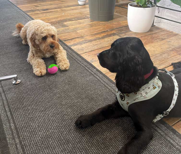 dogs playing together