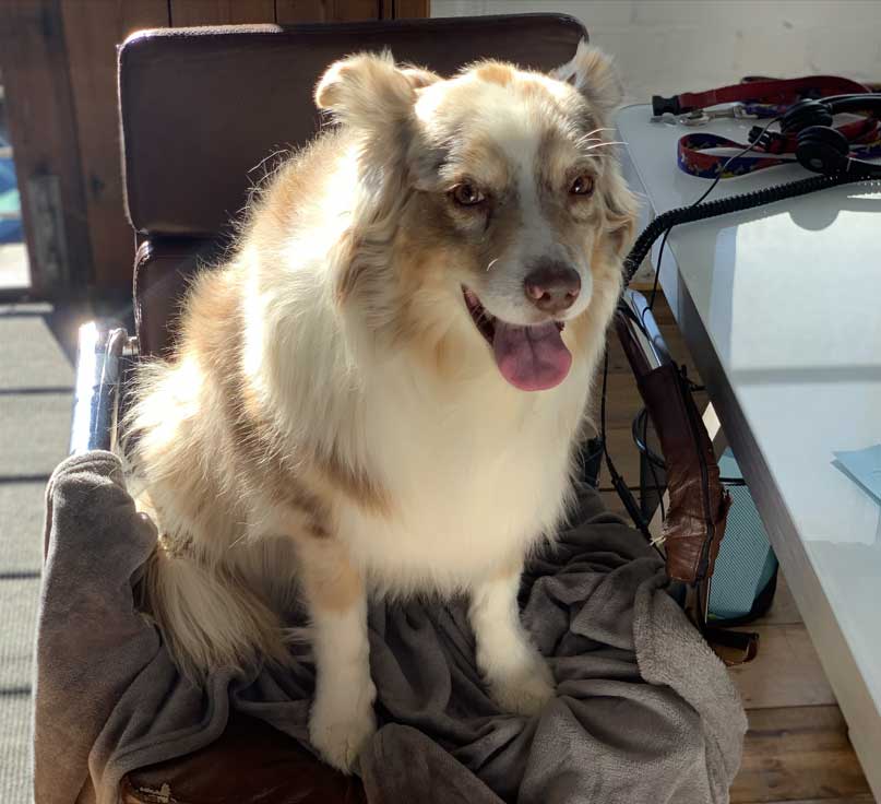 dog on chair
