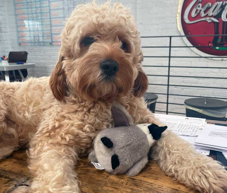 dog at desk