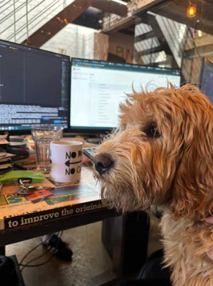 dog at desk with computer