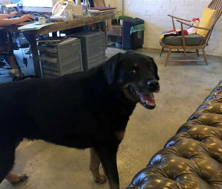 dog looking legendary