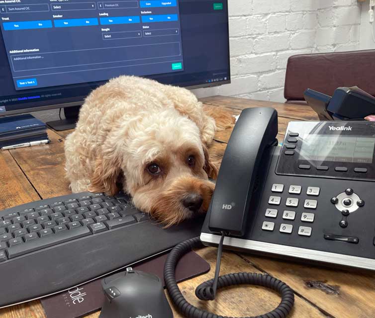 dog sitting by phone