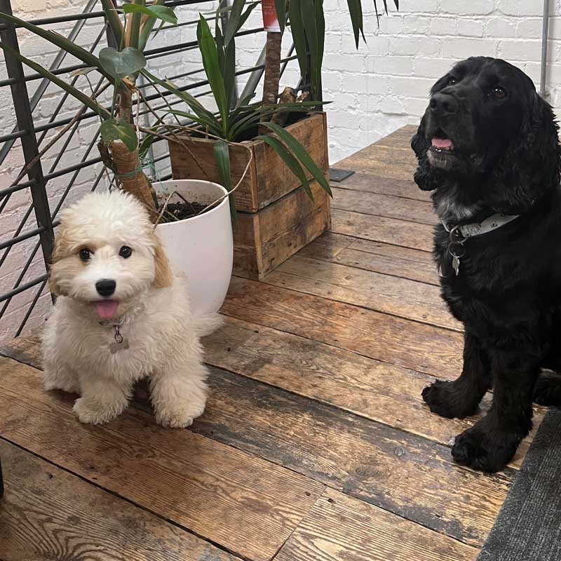 small dog looking cute