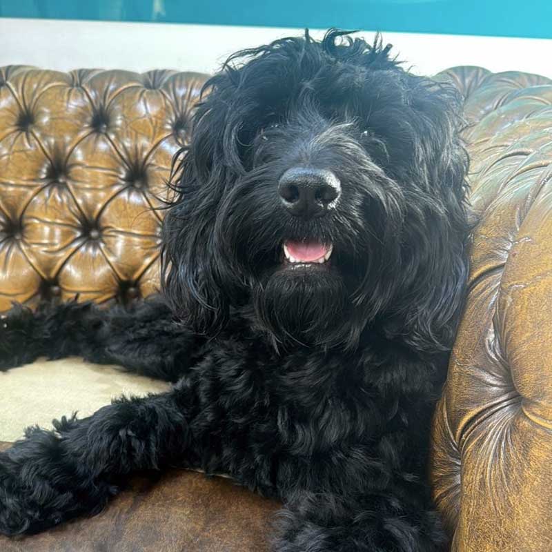 dog with scruffy fur