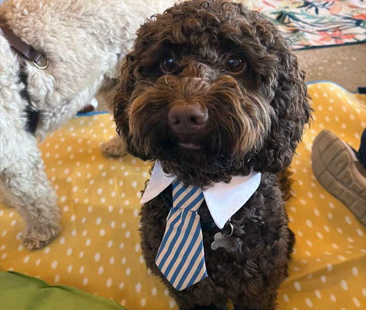 dog looking smart