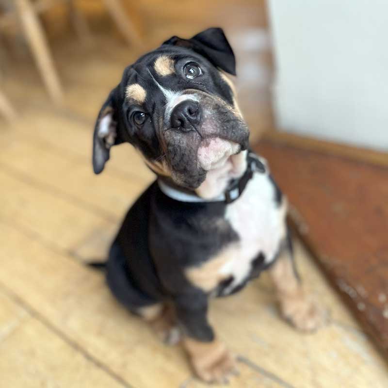 small dog looking cute