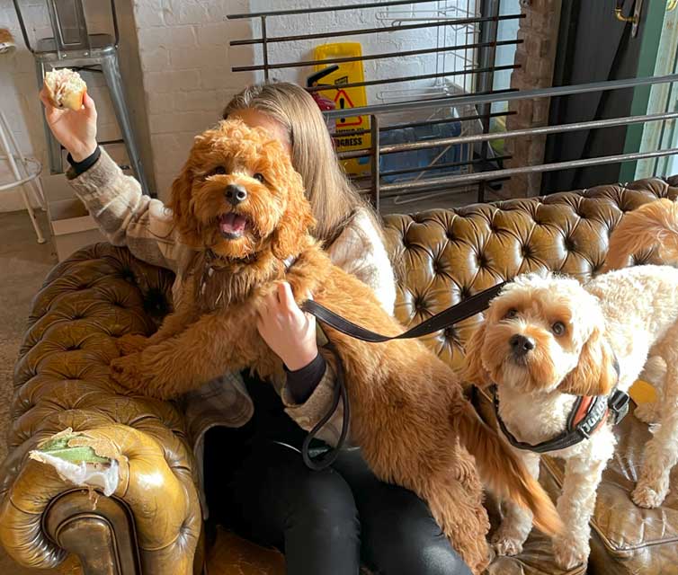 dog reaching for snacks