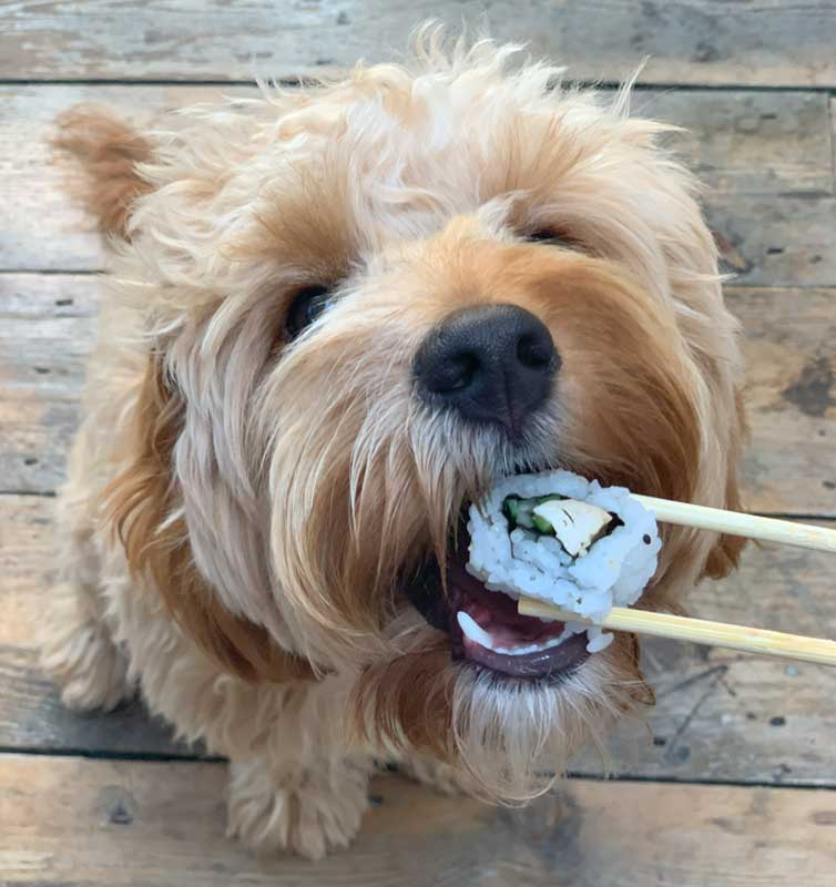 dog eating sushi