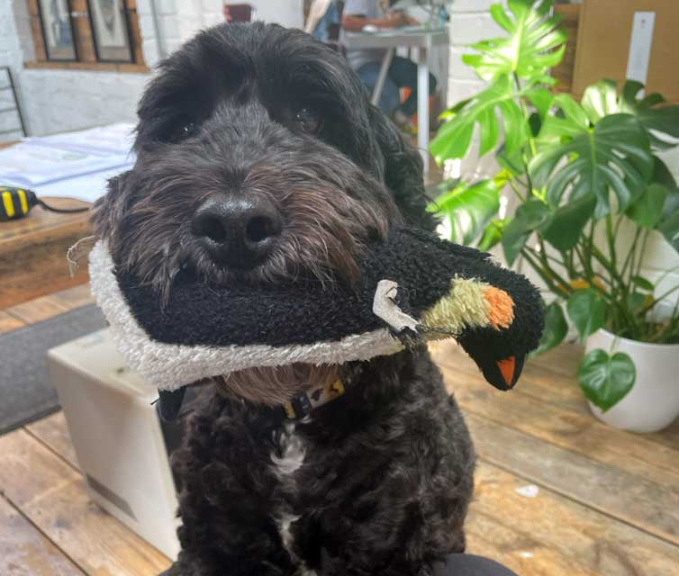 dog with toy