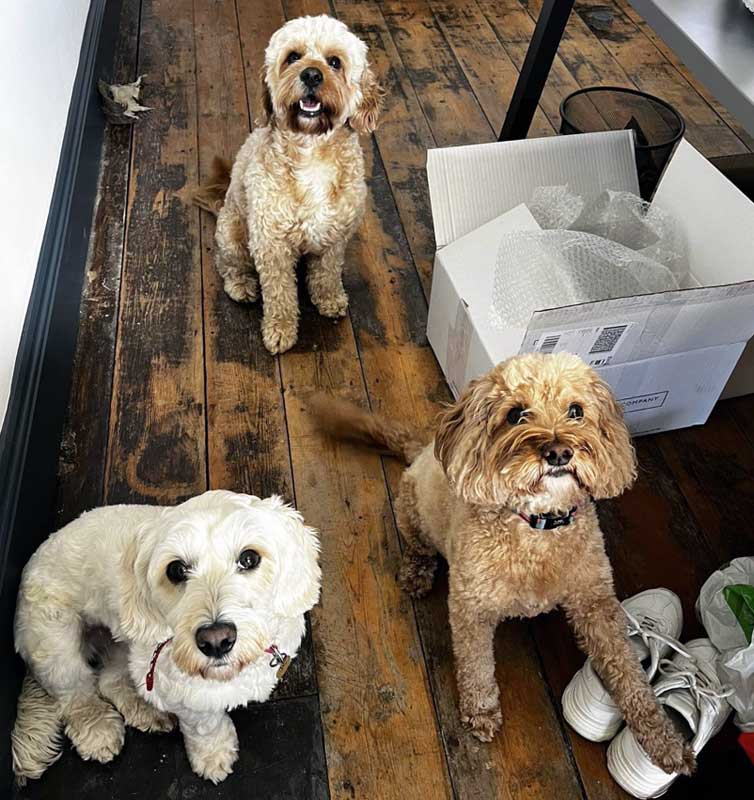 three dogs sitting together